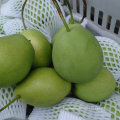 Suministro de nuevo cultivo Shandong Pear